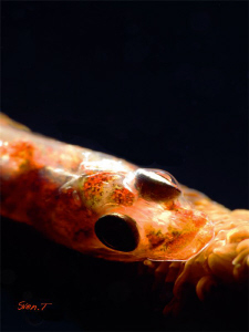 Whip coral goby by Sven Tramaux 